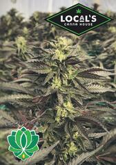 Bodhi Soil To Oil Flower