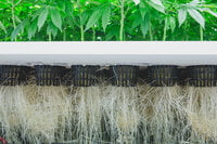 Redbird Aeroponics