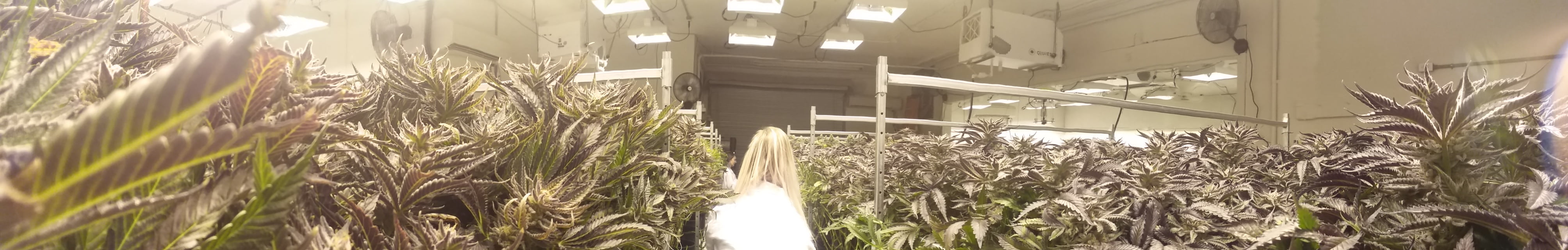 playa grande cannabis co