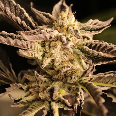 wedding-crasher-playa-grande-spokane