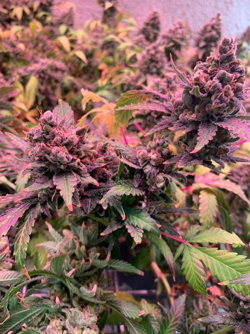 solace-green-bluff-greenhouse